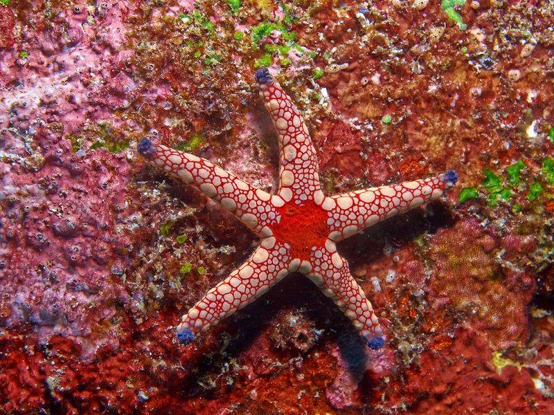 Starfish, Canyons
